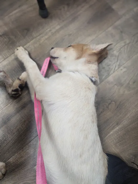 Lakeview Veterinary Hospital 1