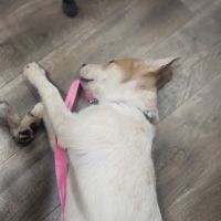 Lakeview Veterinary Hospital ico