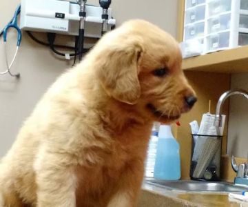 Carthage Animal Hospital