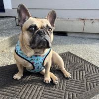 Pinehurst Animal Hospital and Dental Clinic ico