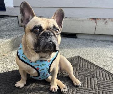 Pinehurst Animal Hospital and Dental Clinic