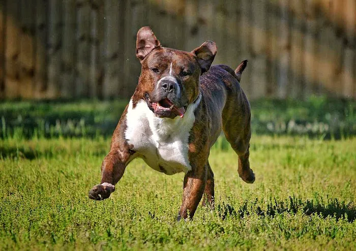 Pinehurst Animal Hospital and Dental Clinic 5