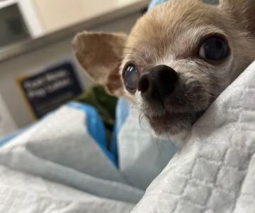 VCA Whispering Pines Animal Hospital