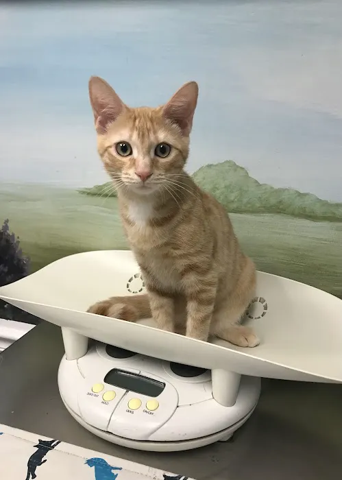 Pinetree Animal Hospital 4