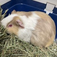 Pinetree Animal Hospital ico