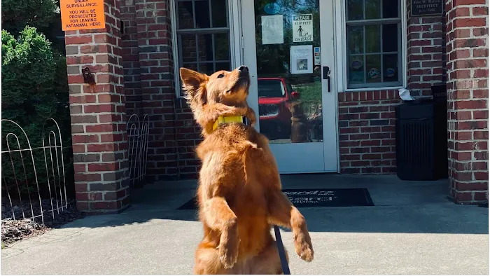 Pinetree Animal Hospital 10