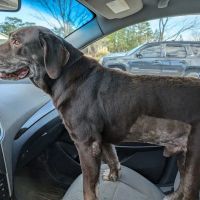 Banfield Pet Hospital ico