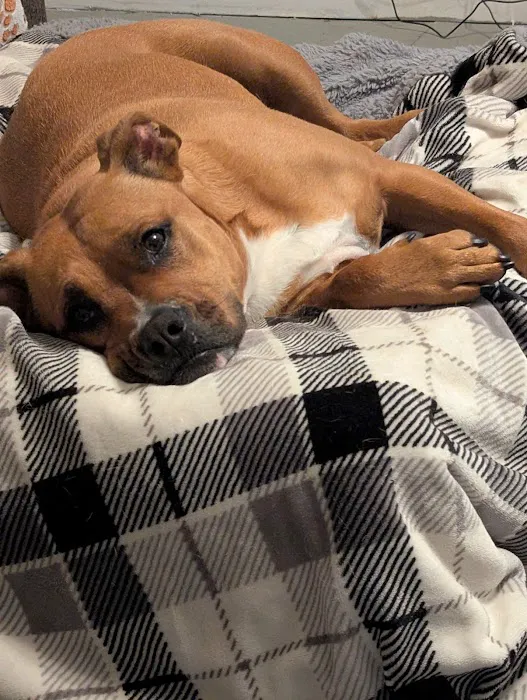 Urgent Vets for Pets 2