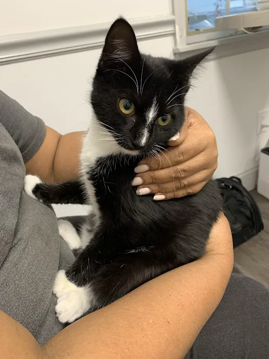 Urgent Vets for Pets 1