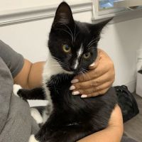 Urgent Vets for Pets ico