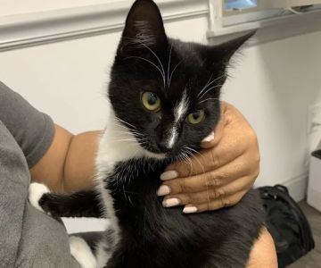 Urgent Vets for Pets