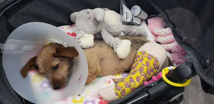 Urgent Vets for Pets 5