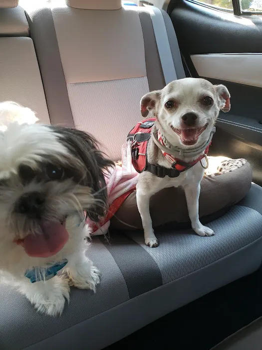 Urgent Vets for Pets 6