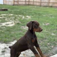 PetSmart Veterinary Services - Southern Pines ico