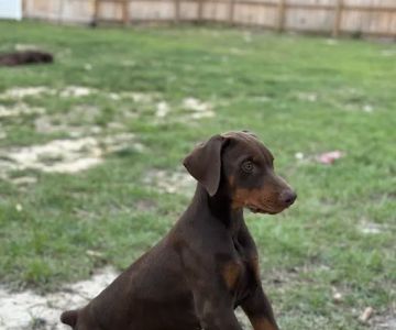 PetSmart Veterinary Services - Southern Pines