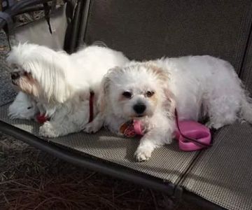 Longleaf Animal Hospital and Pet Boutique