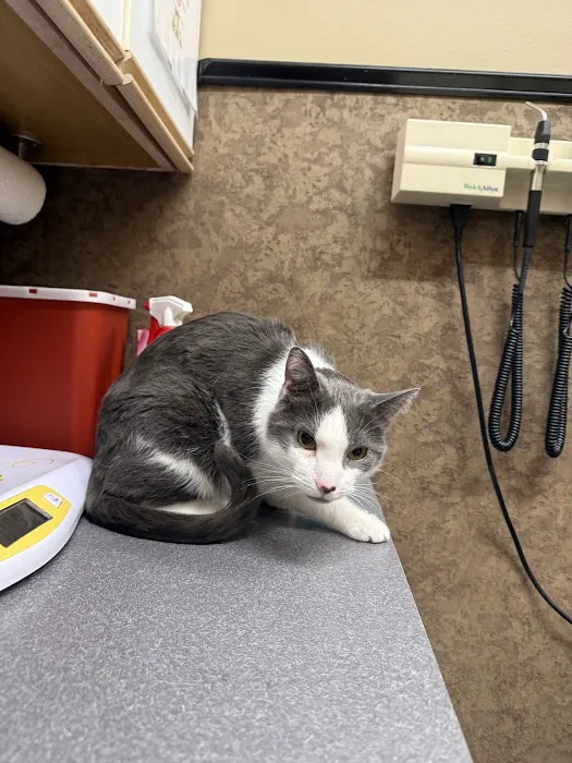 Breckenridge Veterinary 3
