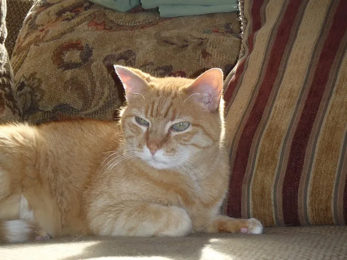 Hermann Companion Animal Hospital 1
