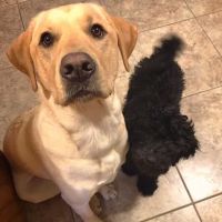 Hermann Veterinary Clinic ico