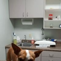 Warrenton Vet Clinic ico