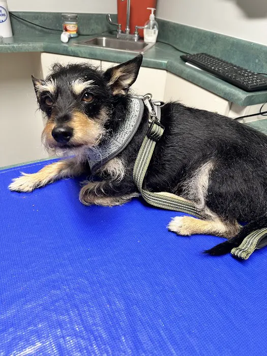 Burch Creek Animal Hospital 5