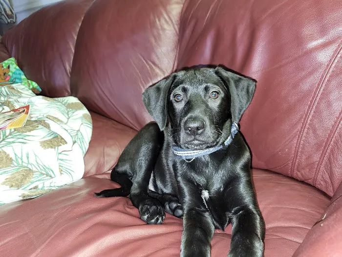 Burch Creek Animal Hospital 4