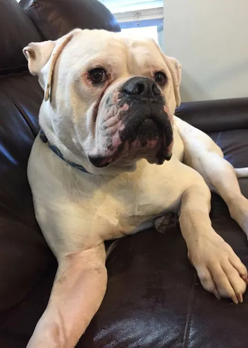 Burch Creek Animal Hospital 10