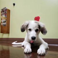Wasatch Hollow Animal Hospital ico