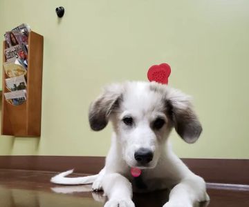 Wasatch Hollow Animal Hospital