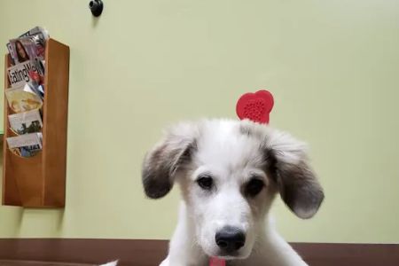Wasatch Hollow Animal Hospital