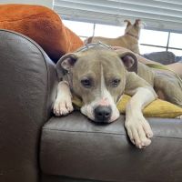 TLC Pet Care ico