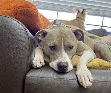 TLC Pet Care