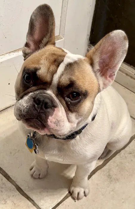 TLC Pet Care 10