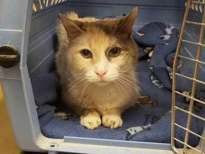 Animal Care Roy Veterinary Hospital 7
