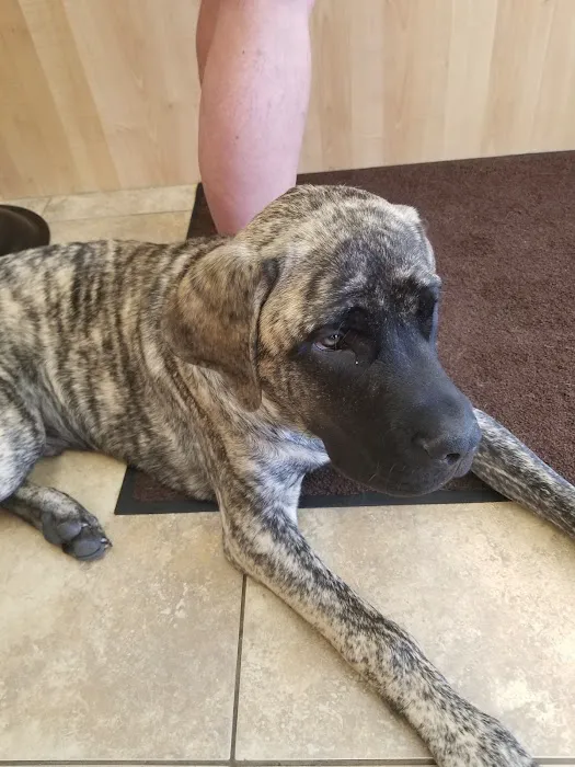 Animal Care Roy Veterinary Hospital 1