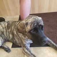 Animal Care Roy Veterinary Hospital ico