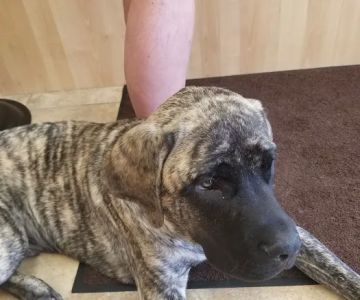 Animal Care Roy Veterinary Hospital