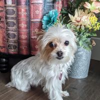 Pro Pet Care ico