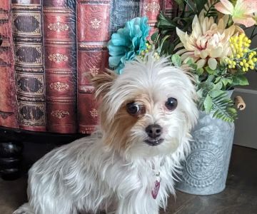 Pro Pet Care