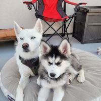 Animal Care Veterinary Hospitals - West Haven ico