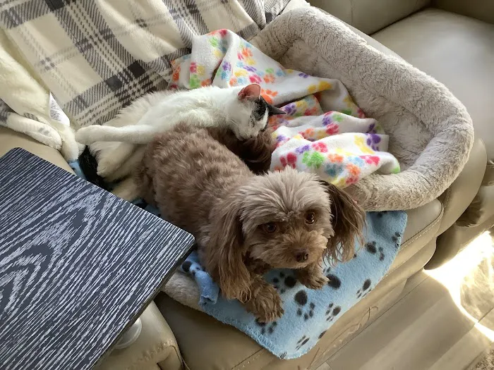 Canyon Pet Hospital 1