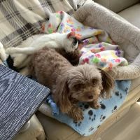 Canyon Pet Hospital ico