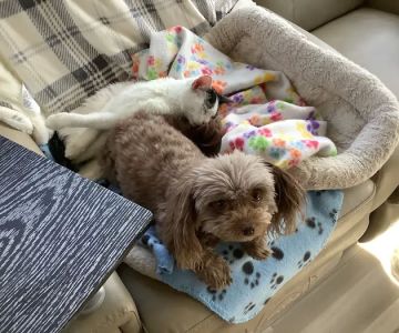 Canyon Pet Hospital