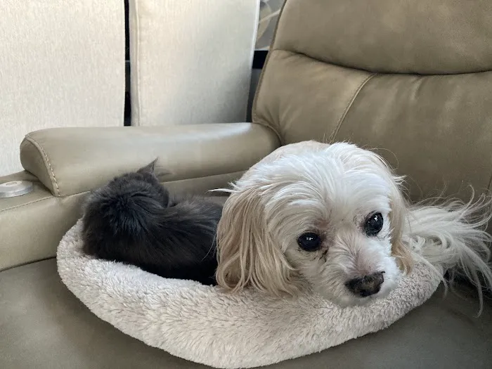 Canyon Pet Hospital 2