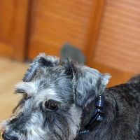 Nassau Veterinary Hospital ico