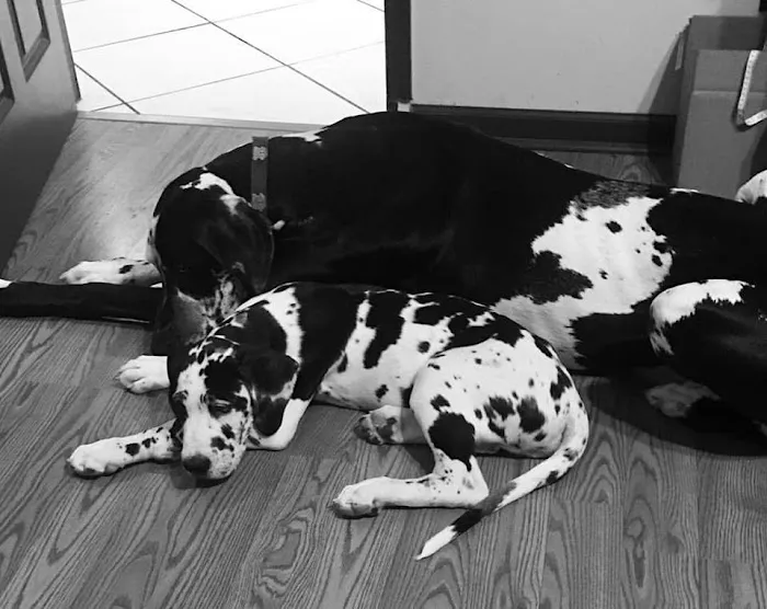 Lofton Creek Animal Clinic 10