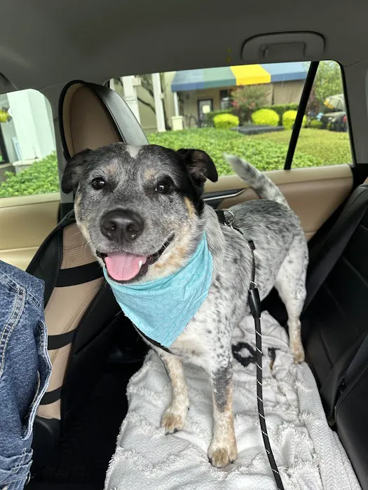 Lofton Creek Animal Clinic 5