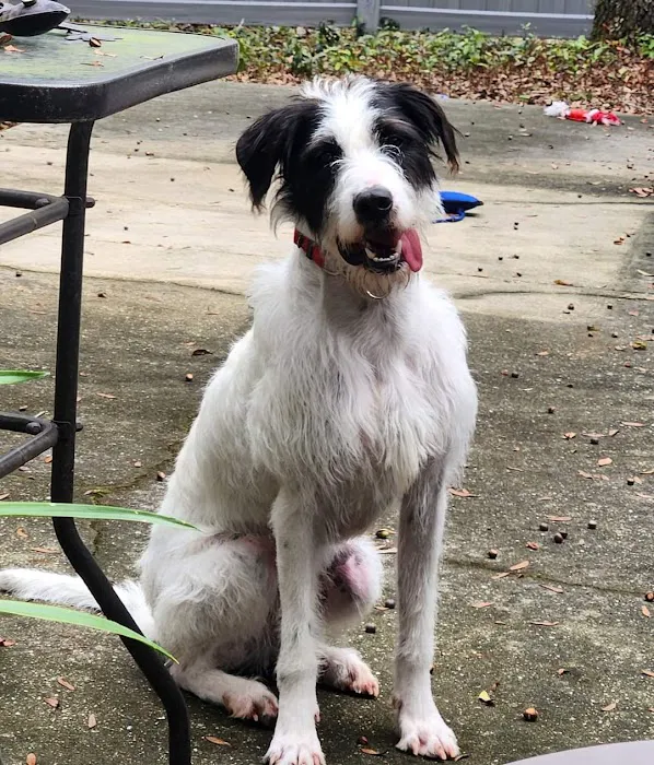 Lofton Creek Animal Clinic 3