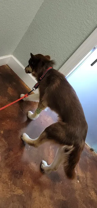 Amelia Pointe Veterinary Services 2