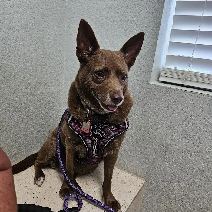 Amelia Pointe Veterinary Services 6